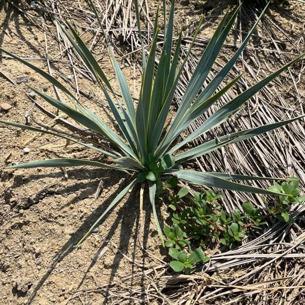 園芸ネット本店｜ユッカ：ロストラータ草丈30～40cm根巻き の通販【公式】