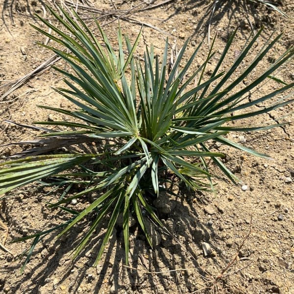 園芸ネット本店｜チャメロプス：フミリス・セリフェラ草丈30cm根巻き