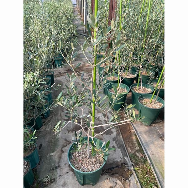 園芸ネット本店｜オリーブ：カリフォルニア クイーン（UC13A6） 8号