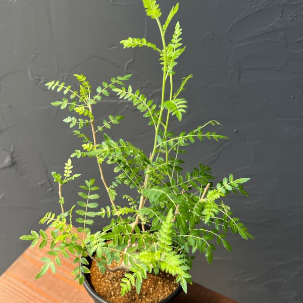 園芸ネット本店｜ボスウェリア：ネグレクタ 4号鉢植え の通販【公式】