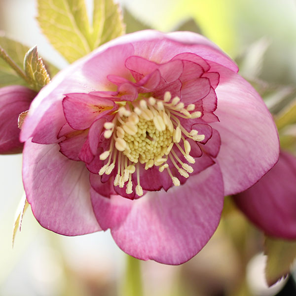 園芸ネット本店｜クリスマスローズ：ミスティローズセミダブル3号