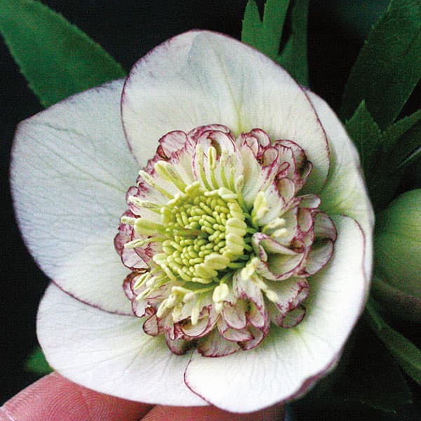 園芸ネット本店｜クリスマスローズ：ピコティーセミダブル3号ポット の