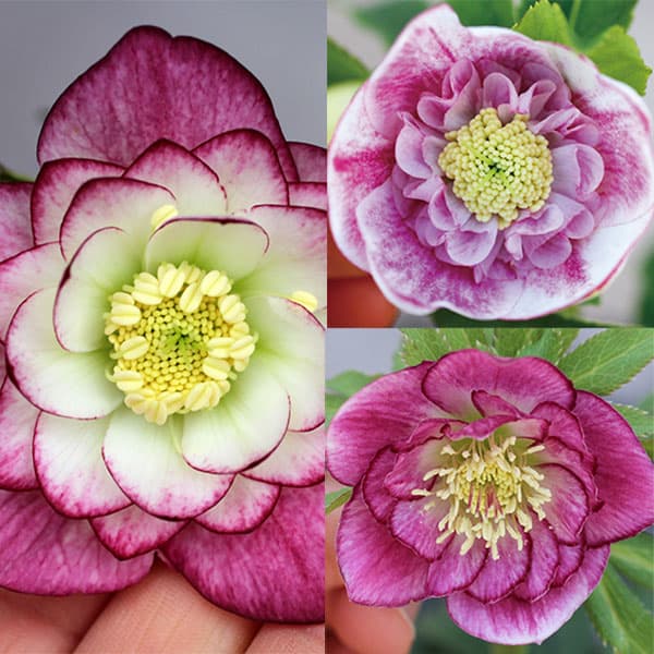 園芸ネット本店｜クリスマスローズ：クレオン交配ダブルセミミックス3