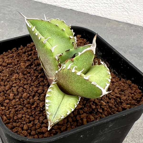 園芸ネット本店｜アガベ：Mana's farmのオテロイ 2.5号鉢植え の通販