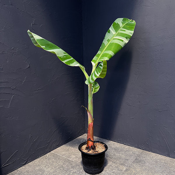 園芸ネット本店｜バナナ：アエアエ 6号ポット の通販【公式】