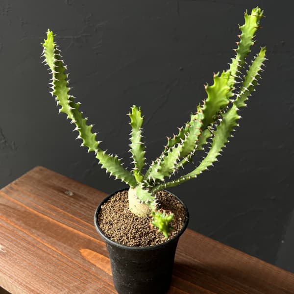 園芸ネット本店｜ユーフォルビア：スクアローサ3号鉢植え の通販【公式】