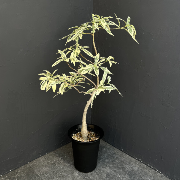 園芸ネット本店｜バオバブ：アダンソニア ザー バリエガータ（斑入り