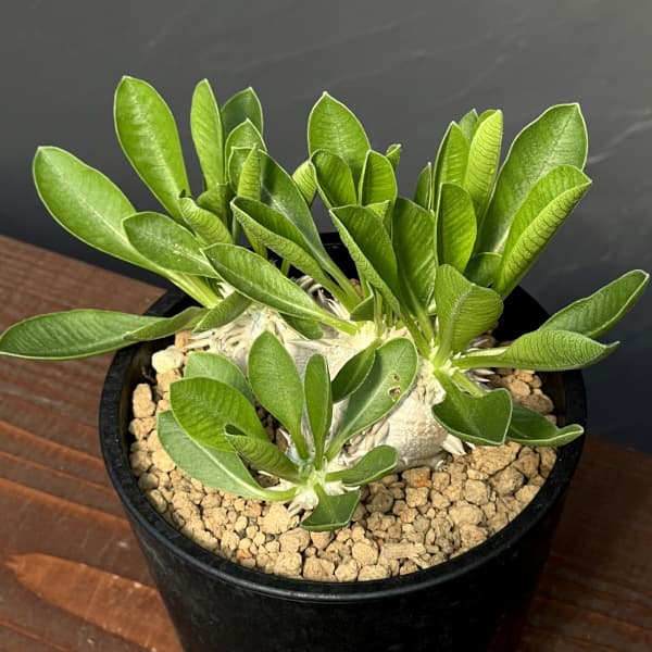 園芸ネット本店｜パキポディウム：ブレビカウレ 恵比寿笑い 3.5号