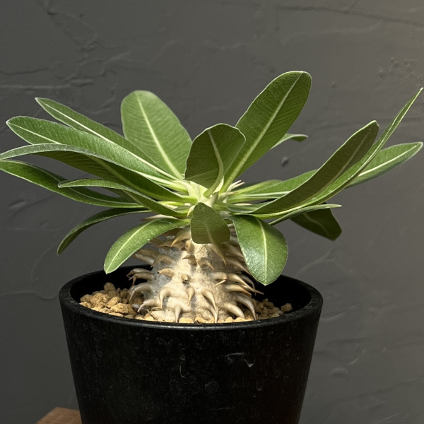 園芸ネット本店｜パキポディウム：エブレネウム 3.5号鉢植え の通販