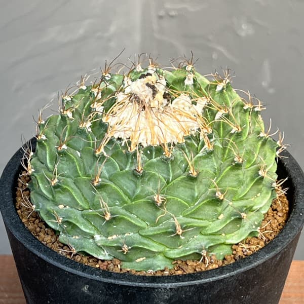 だだ 皇冠 クラウンOC子株 5個セット 検）植物 塊根 サボテン アガベ