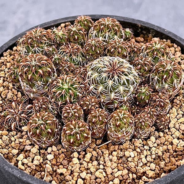 園芸ネット本店｜スルコレブチア：クルゲラエ変種ホフマニー（KP049）3