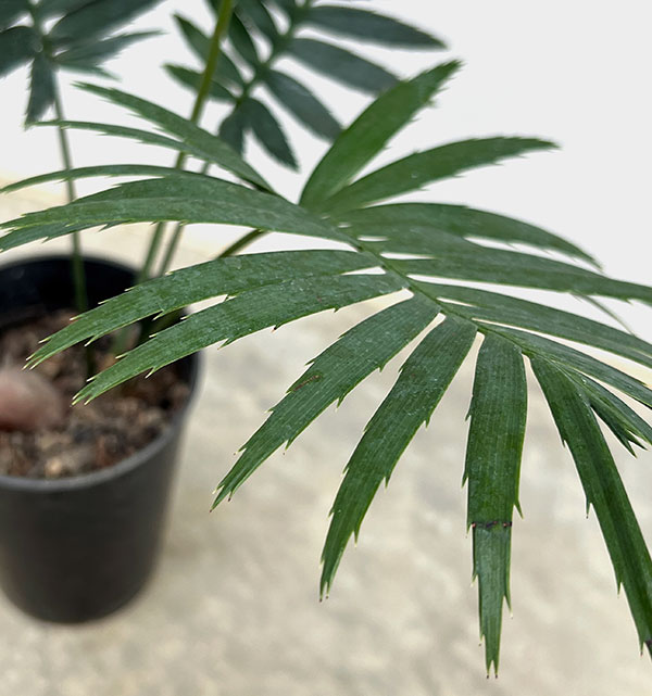 園芸ネット本店｜ディオーン：スピヌロスム 4号 の通販【公式】