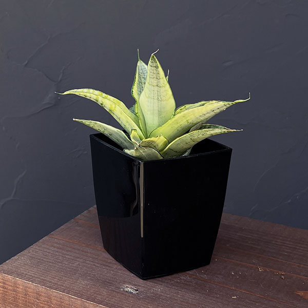 園芸ネット本店｜サンセベリア：ガブリエラ ホワイトバリエガータ 3号