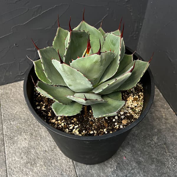 園芸ネット本店｜アガベ：パリートルンカータ 8号鉢植え の通販【公式】