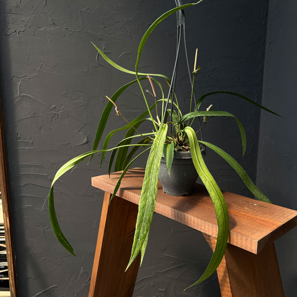 園芸ネット本店｜アンスリウム：ビッタリフォリウム バリエガータ