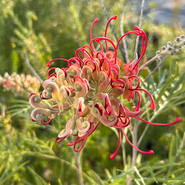 園芸ネット本店｜グレビレア：ココナッツアイス 5号鉢植え の通販【公式】