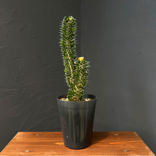 園芸ネット本店｜アローディア：モンタグナッキー 5号硬質ポット25-02