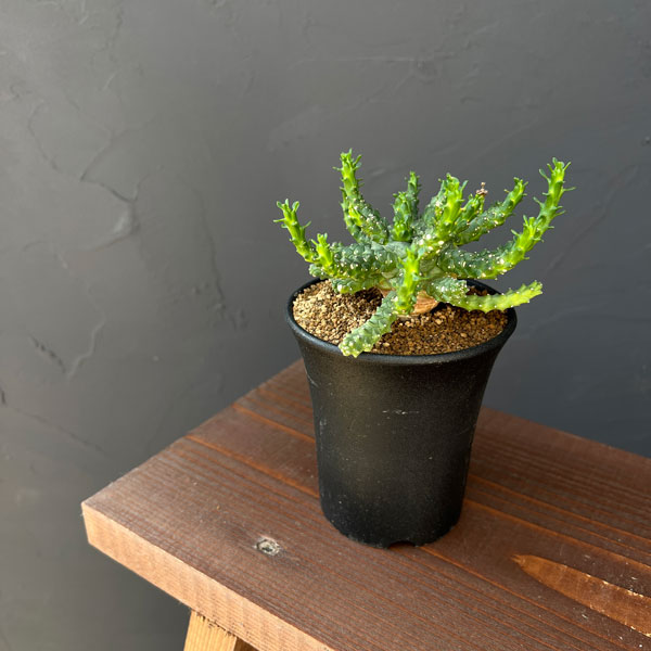 園芸ネット本店｜ユーフォルビア：ブレビラマ 実生株 2.5号鉢植え の