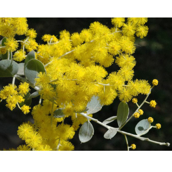 園芸ネット本店｜アカシア：パールアカシア（ポダリリーフォリア）3号