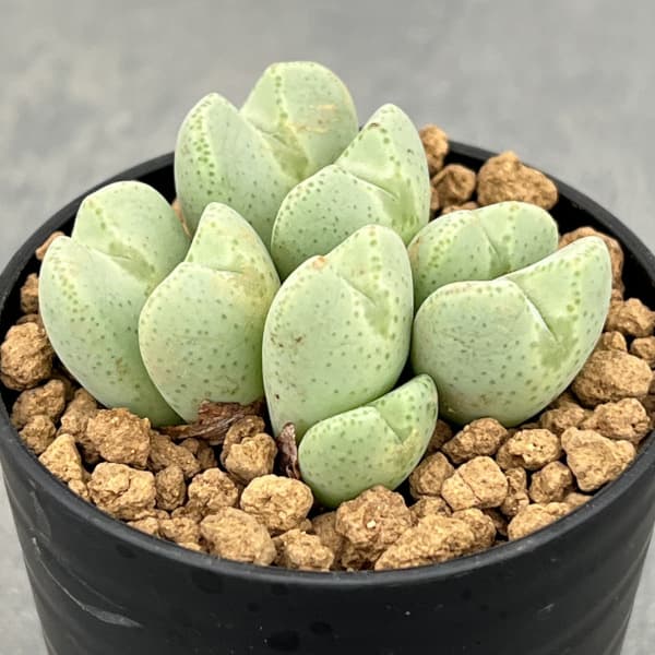 園芸ネット本店｜コノフィツム：桃園 2.5号ポット の通販【公式】