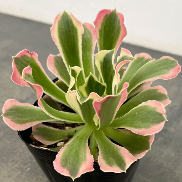 園芸ネット本店｜アエオニウム：リバーストーン 3.5号ポット の通販