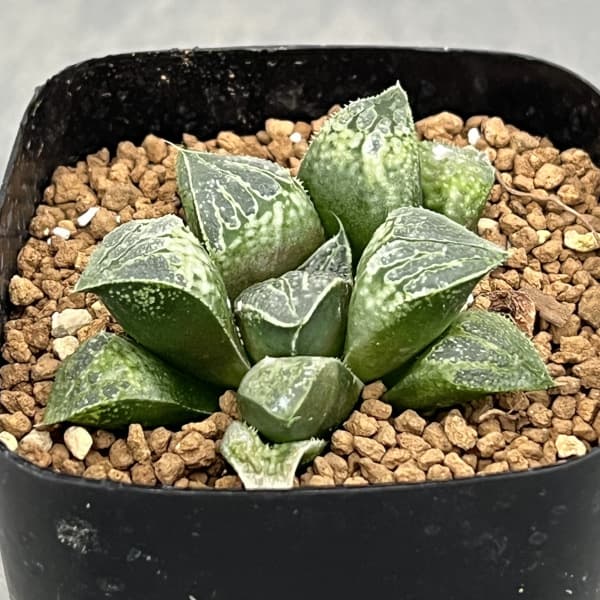 園芸ネット本店｜ハオルチア：ハート窓（チョコバーx紫金城 KWSー1