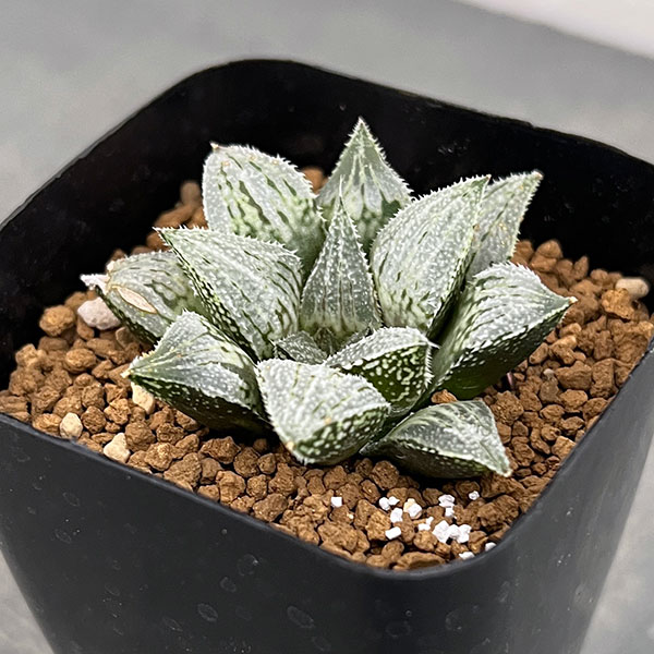 園芸ネット本店｜ハオルチア：プラチナ（GMマルクス交配） 2.5号