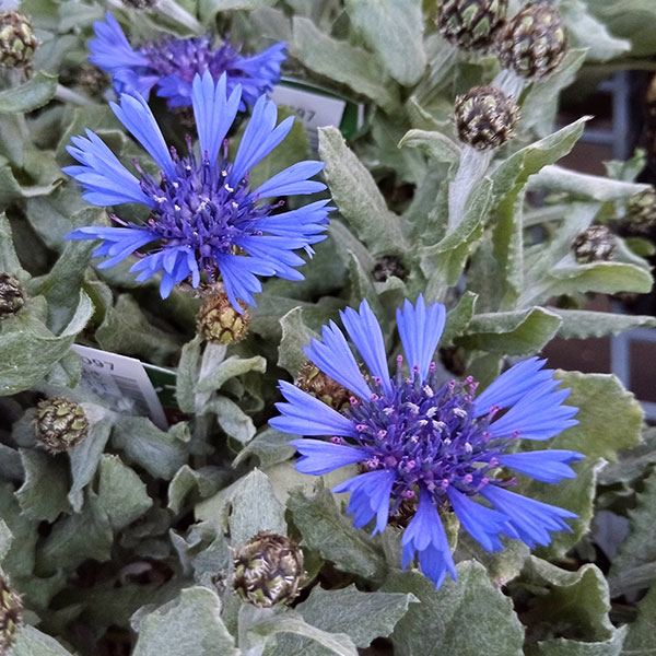 園芸ネット本店｜セントーレア（矢車菊）：ブルーカーペット3号ポット2