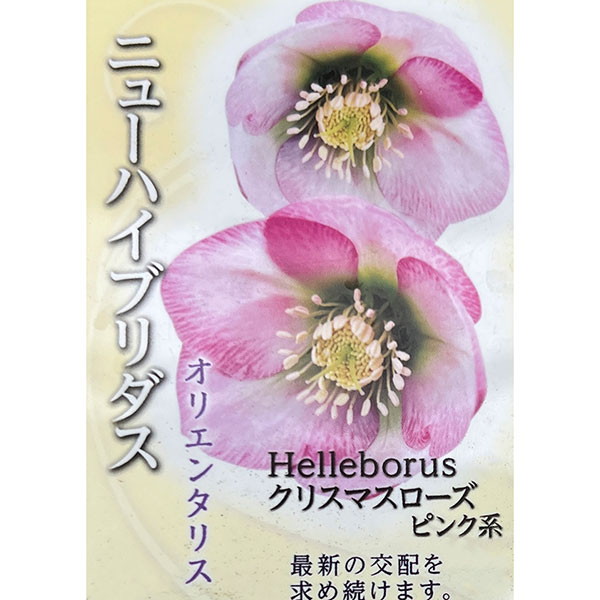園芸ネット本店｜高正園さんのクリスマスローズ：シングル ピンク系3号
