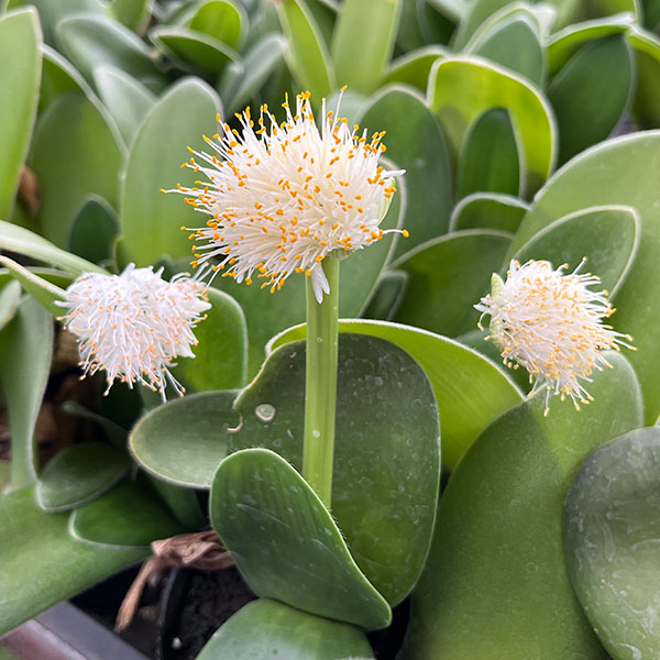 園芸ネット本店｜マユハケオモト5号鉢植え の通販【公式】