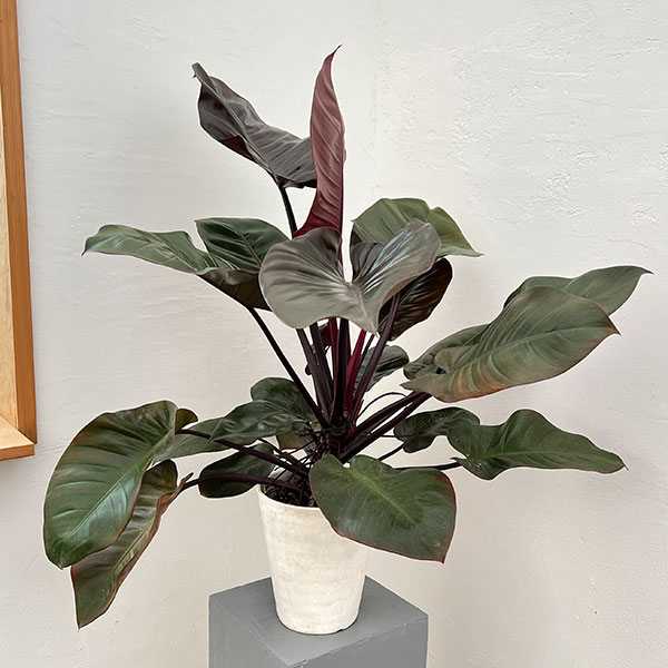 園芸ネット本店｜フィロデンドロン：ブラックカーディナル 5号鉢植え25