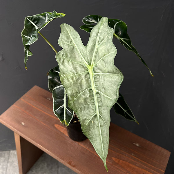 園芸ネット本店｜アロカシア：アマゾニカホーリーピンク斑入り 3号