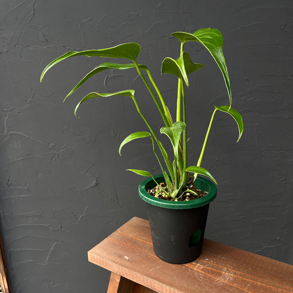 園芸ネット本店｜モンステラ：バールマルクスフレーム 5号鉢植え25-03