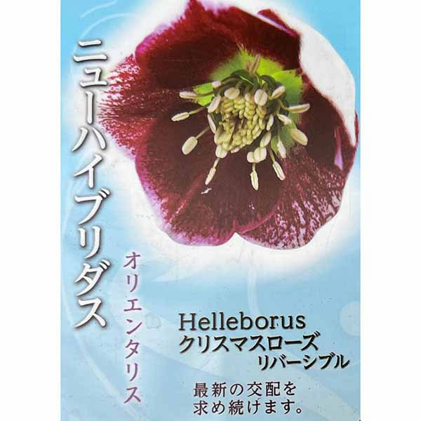 園芸ネット本店｜高正園さんのクリスマスローズ：シングル