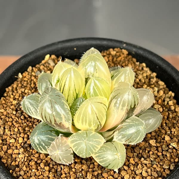 園芸ネット本店｜ハオルチア：レッドレンズオブツーサ錦2.5号鉢植え の