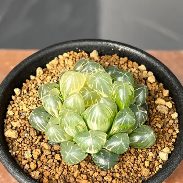 園芸ネット本店｜ハオルチア：ブルーレンズオブツーサ錦2.5号鉢植え の