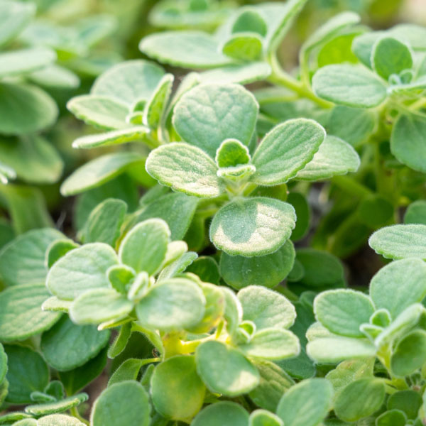 園芸ネット本店｜アロマティカス3号ポット* の通販【公式】