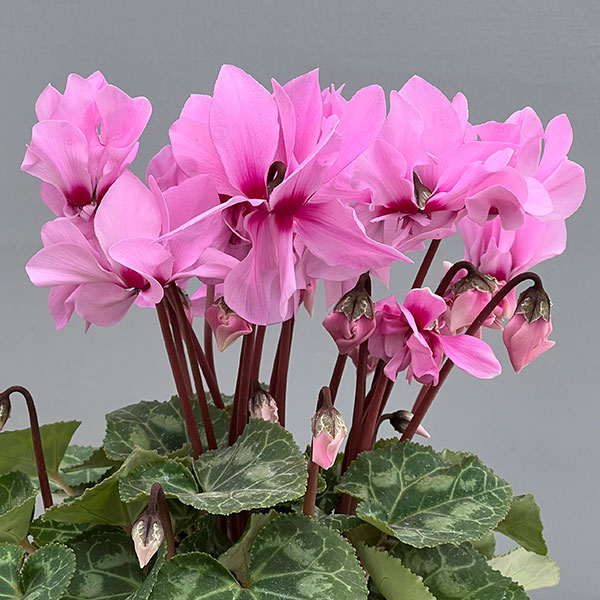 園芸ネット本店｜シクラメン：プティムーラン ピンク3号ポット（北海道