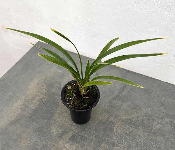 園芸ネット本店｜東洋蘭：金稜辺（キンリョウヘン）常盤錦