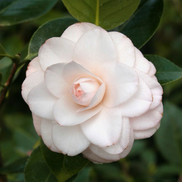 園芸ネット本店｜ツバキ（椿）：ブラッシュプリティー4号ポット の通販