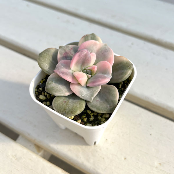 園芸ネット本店｜エケベリア：パープルディライト錦 2.5号 の通販【公式】