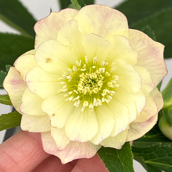 園芸ネット本店｜クリスマスローズ：セレクトダブル26-06／1.5Lポット