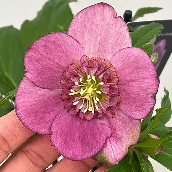 園芸ネット本店｜クリスマスローズ：セレクトセミダブル26-16／1.5L