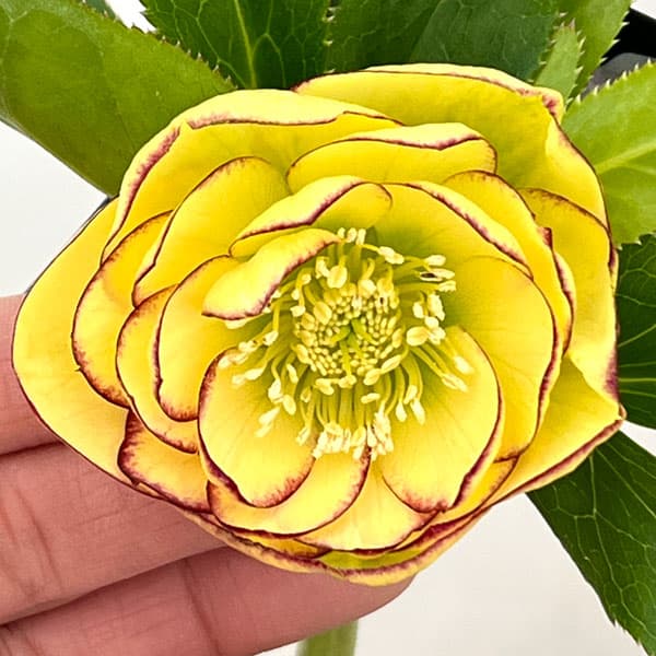 園芸ネット本店｜クリスマスローズ：セレクトダブル26-25／1.5Lポット