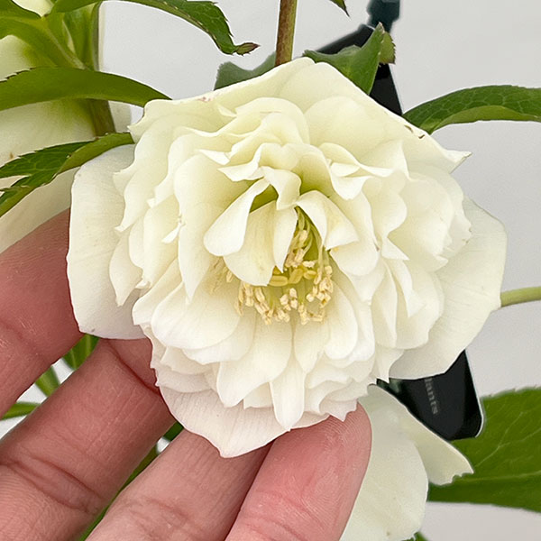 園芸ネット本店｜クリスマスローズ：セレクトダブル26-37レフレール系