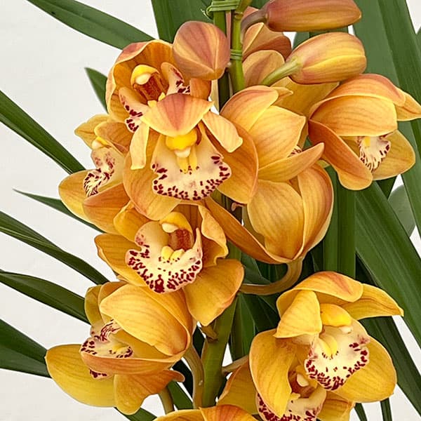 園芸ネット本店｜テーブルシンビジウム：打出の小槌2本立ち 5号鉢植え