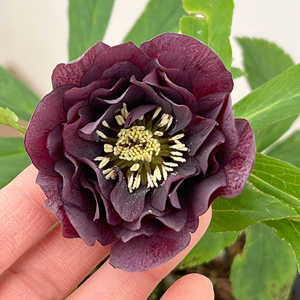 園芸ネット本店｜花郷園さんのクリスマスローズ：26-13ダブル4.5号