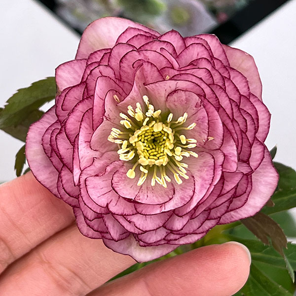 園芸ネット本店｜クリスマスローズ：セレクトダブル26-82／1.5Lポット