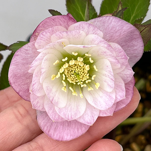 園芸ネット本店｜クリスマスローズ：セレクトダブル26-79／1.5Lポット