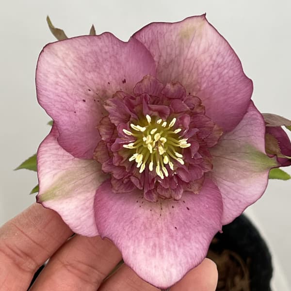 園芸ネット本店｜吉田園芸さんのクリスマスローズ：多弁交配セミダブル